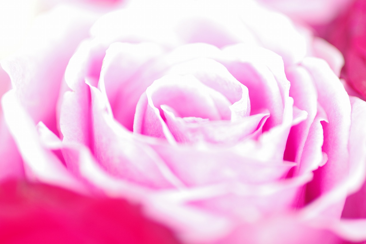 栃木県足利市のあしかがフラワーパークの花々