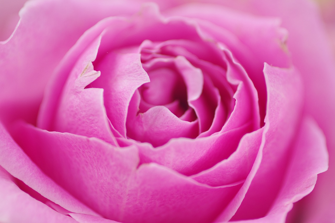 栃木県足利市のあしかがフラワーパークの花々