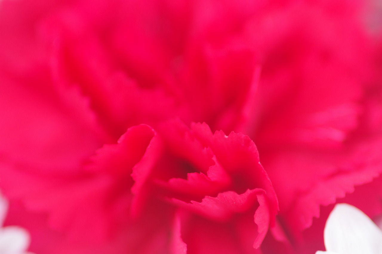 栃木県足利市のあしかがフラワーパークの花々