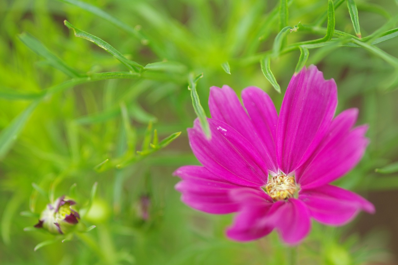 栃木県足利市のあしかがフラワーパークの花々