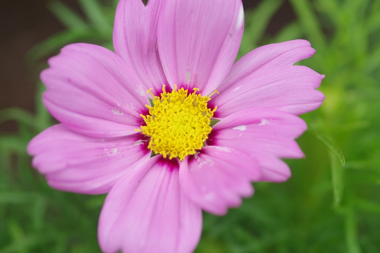 栃木県足利市のあしかがフラワーパークの花々