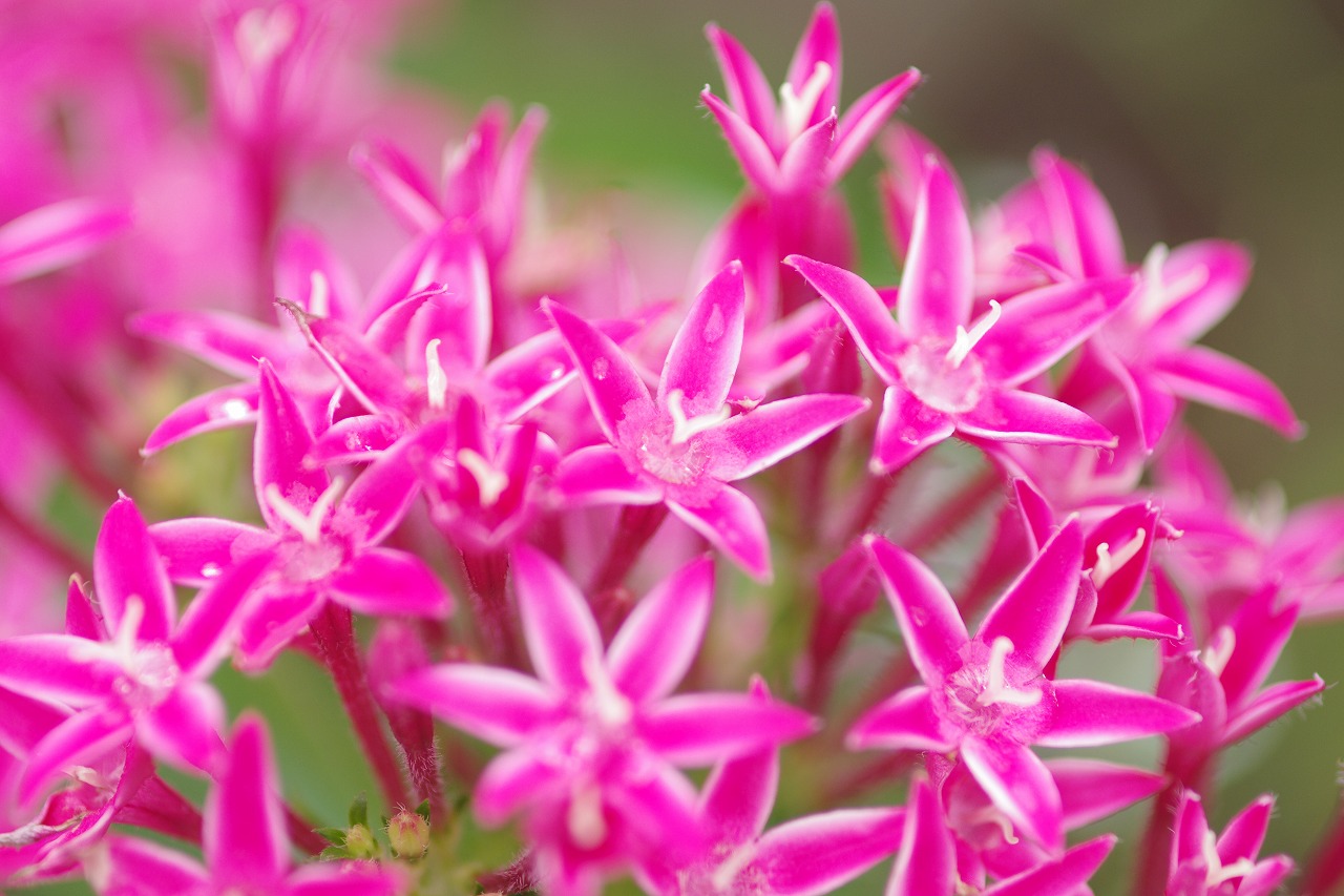 栃木県足利市のあしかがフラワーパークの花々