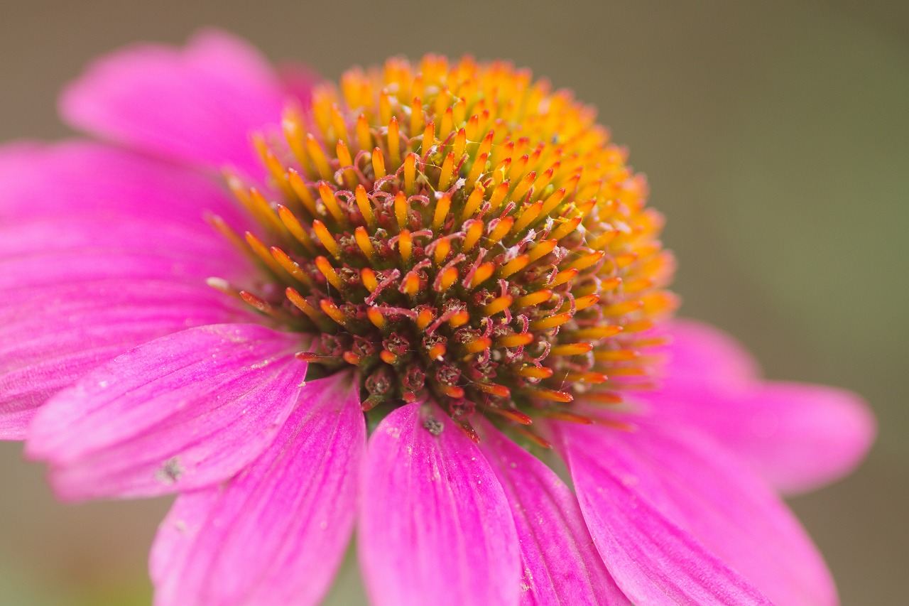 栃木県足利市のあしかがフラワーパークの花々