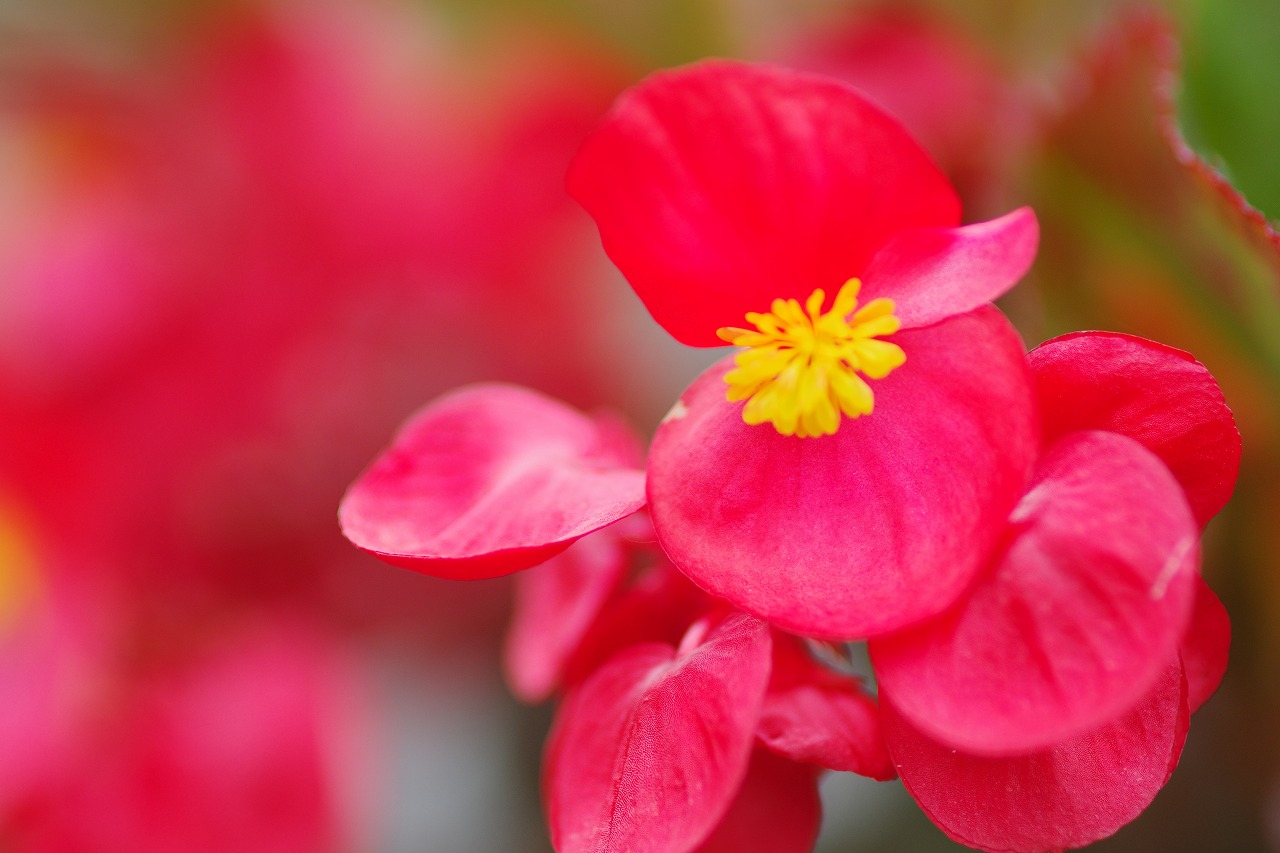 栃木県足利市のあしかがフラワーパークの花々