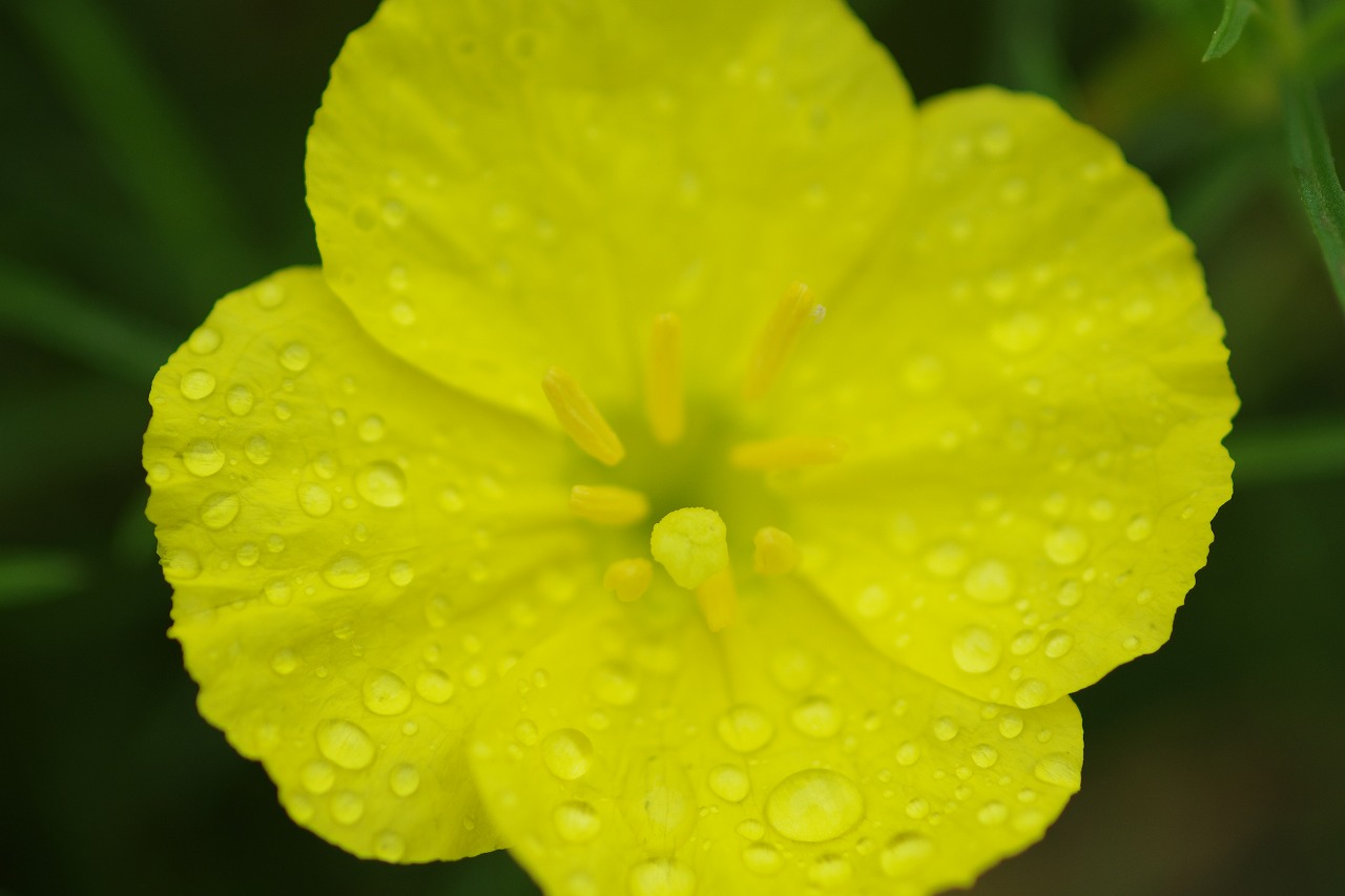 栃木県足利市のあしかがフラワーパークの花々