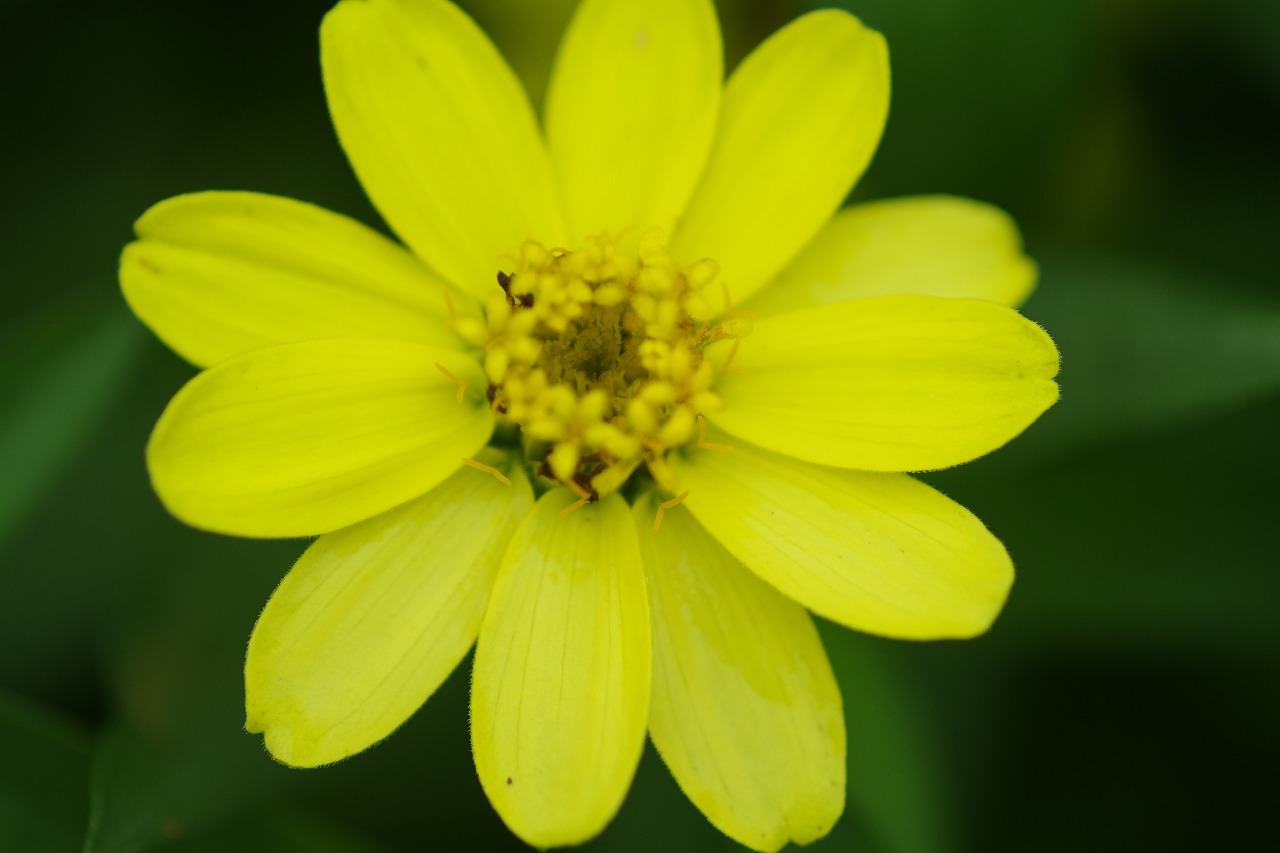 栃木県足利市のあしかがフラワーパークの花々