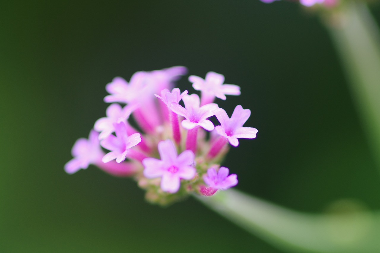 栃木県足利市のあしかがフラワーパークの花々
