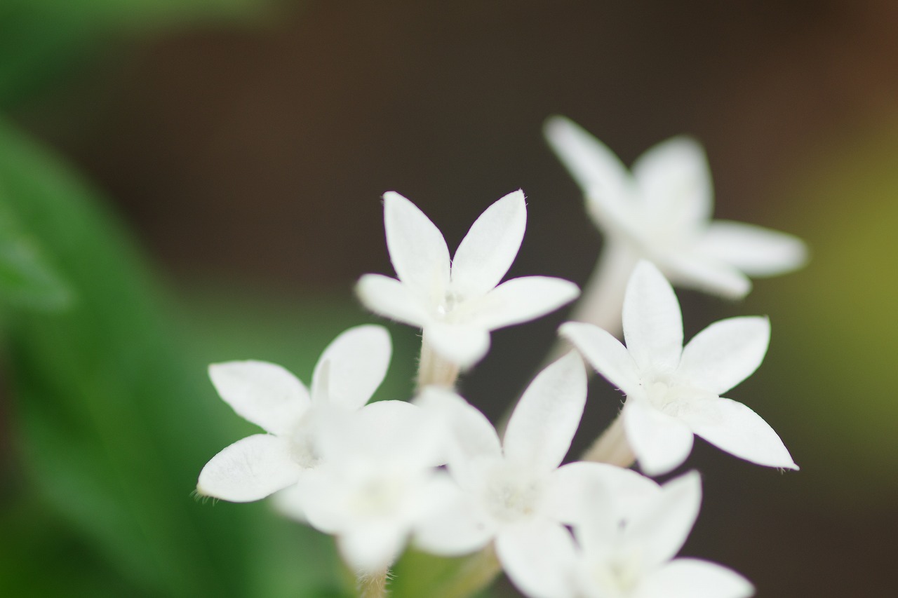 栃木県足利市のあしかがフラワーパークの花々