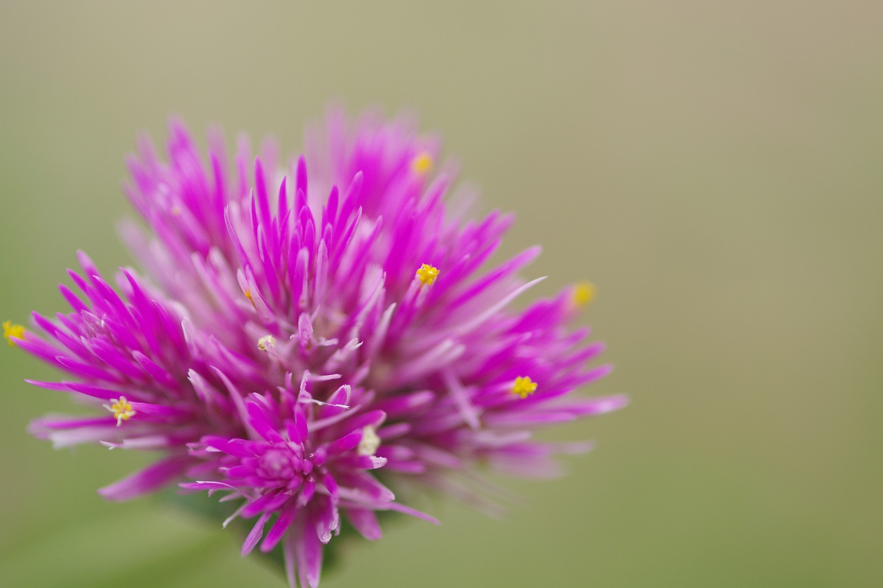 栃木県足利市のあしかがフラワーパークの花々