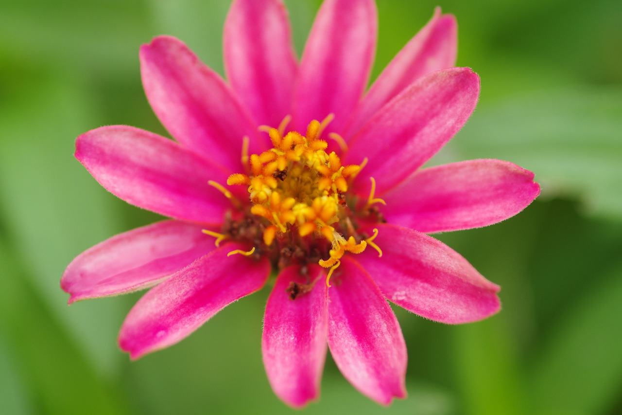 栃木県足利市のあしかがフラワーパークの花々