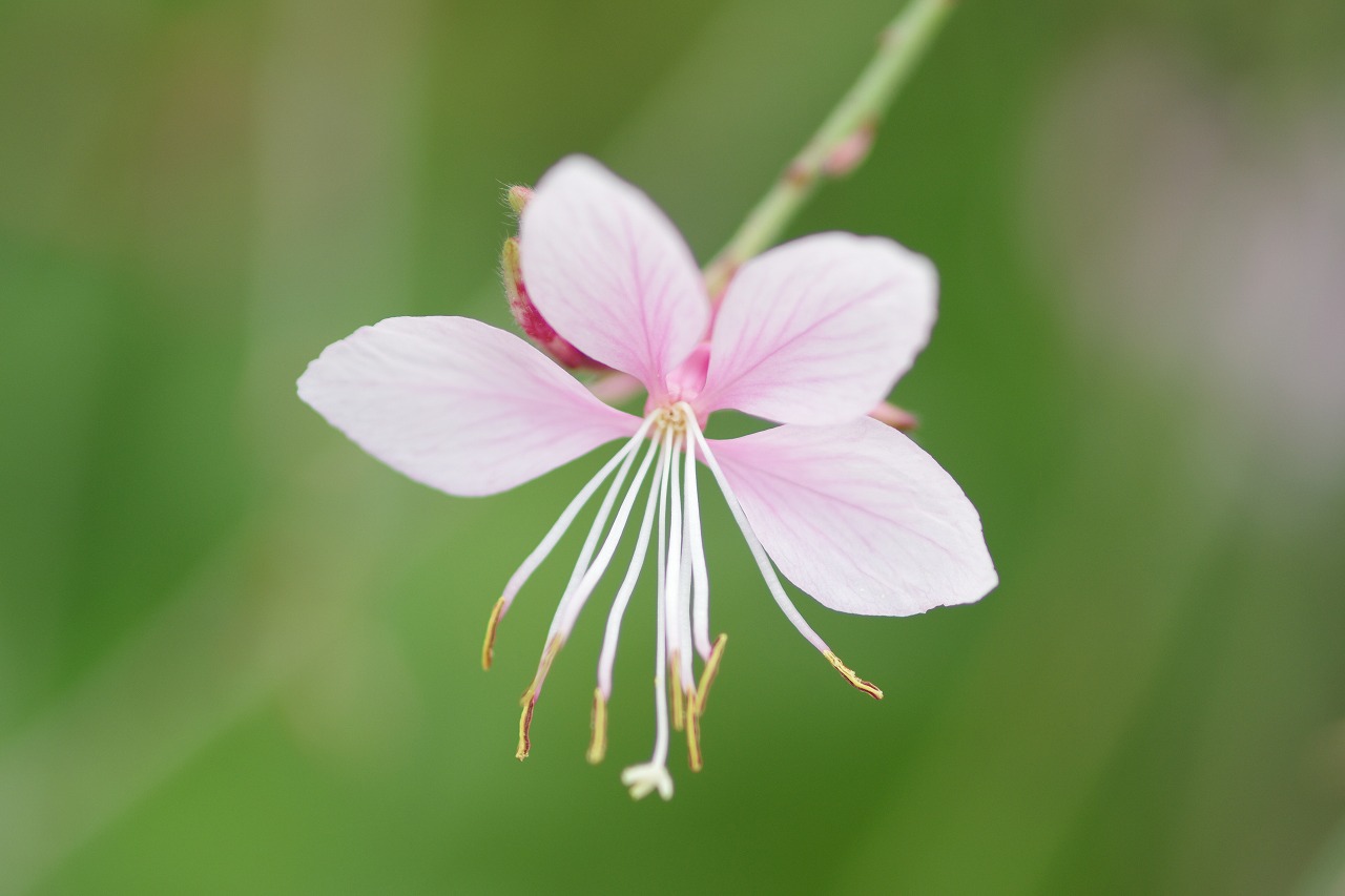 栃木県足利市のあしかがフラワーパークの花々