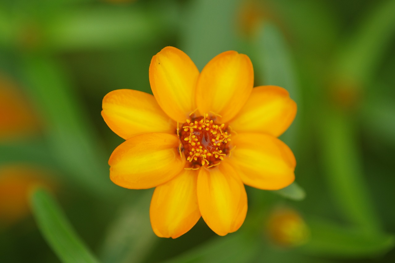 栃木県足利市のあしかがフラワーパークの花々