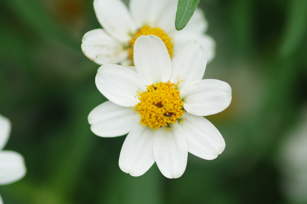 栃木県足利市のあしかがフラワーパークの花々