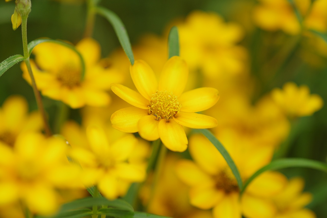 栃木県足利市のあしかがフラワーパークの花々