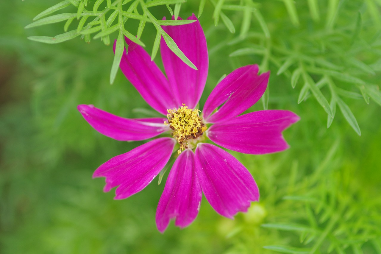 栃木県足利市のあしかがフラワーパークの花々