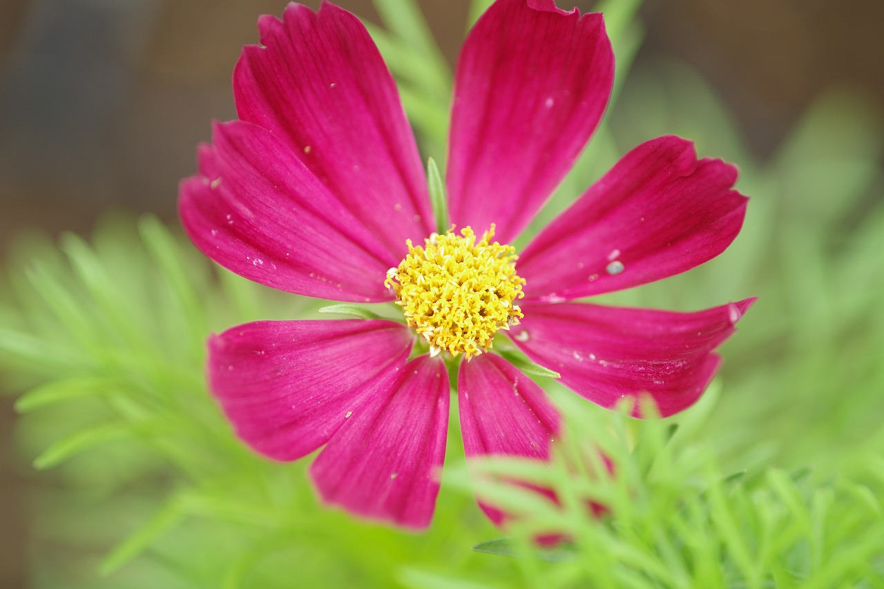 栃木県足利市のあしかがフラワーパークの花々