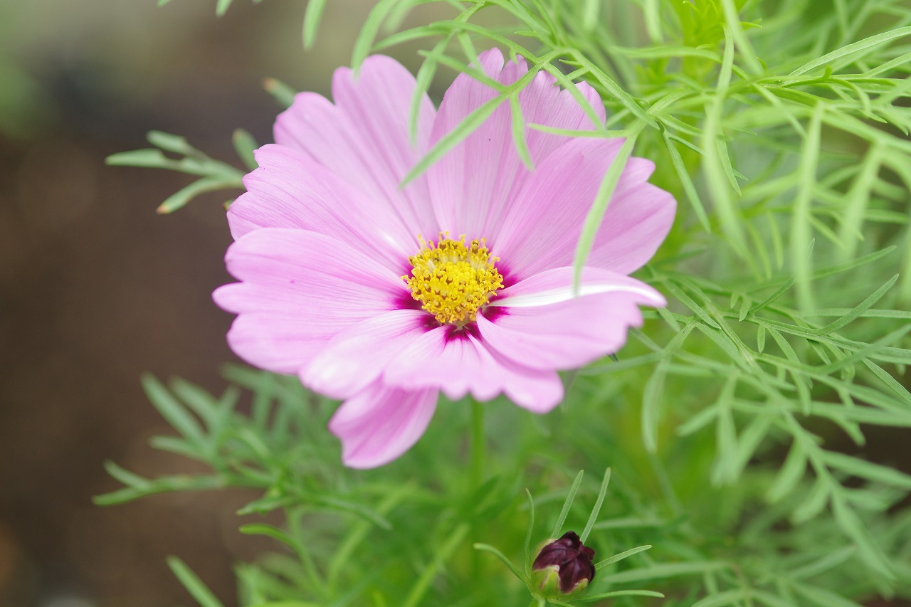 栃木県足利市のあしかがフラワーパークの花々