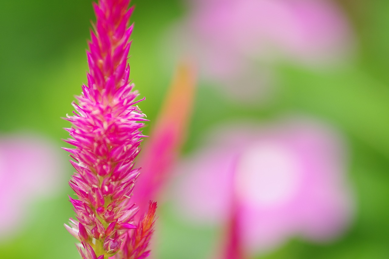 栃木県足利市のあしかがフラワーパークの花々