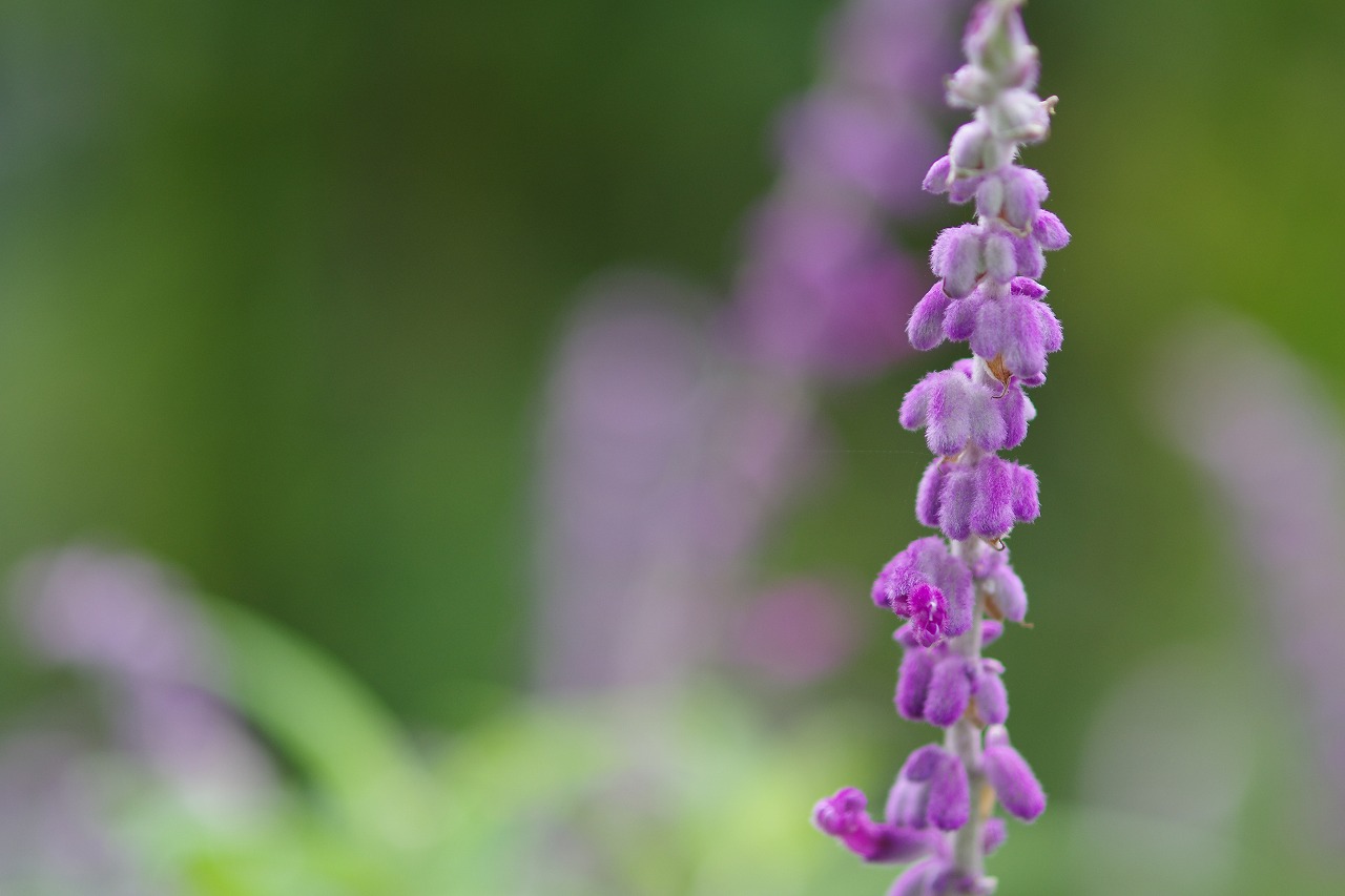 栃木県足利市のあしかがフラワーパークの花々
