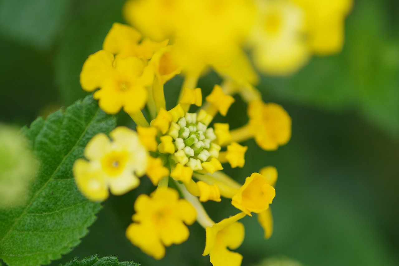 栃木県足利市のあしかがフラワーパークの花々
