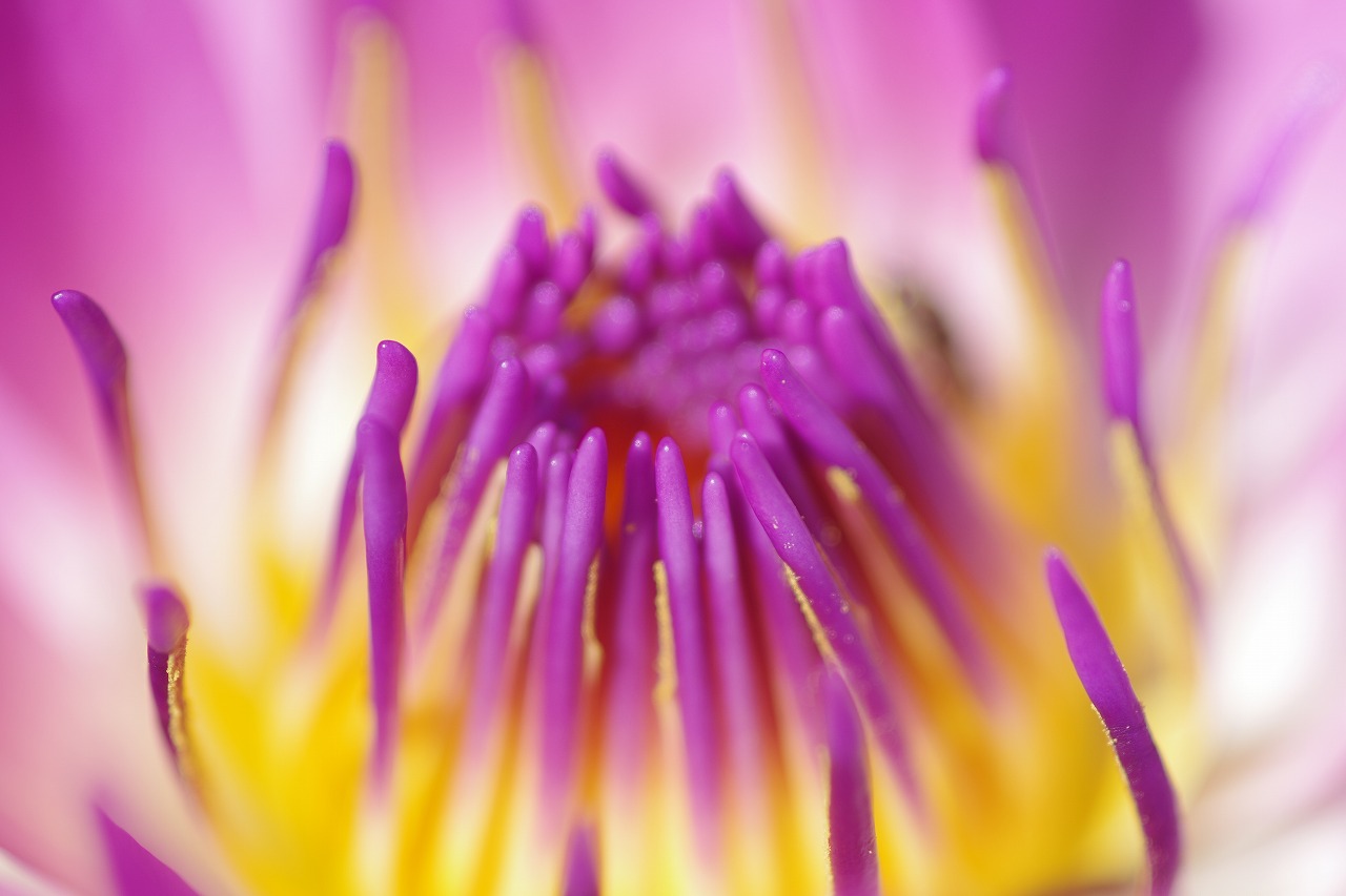 栃木県足利市のあしかがフラワーパークの花々