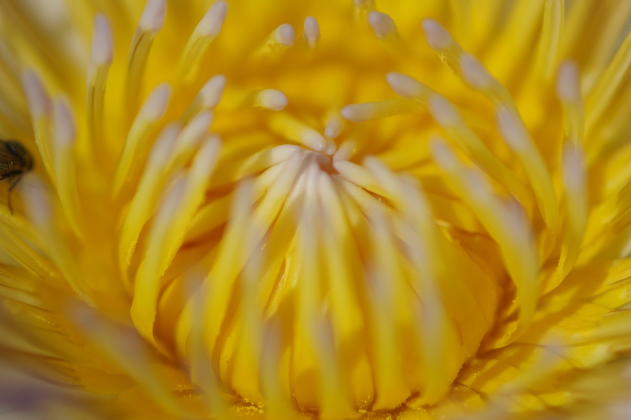 栃木県足利市のあしかがフラワーパークの花々