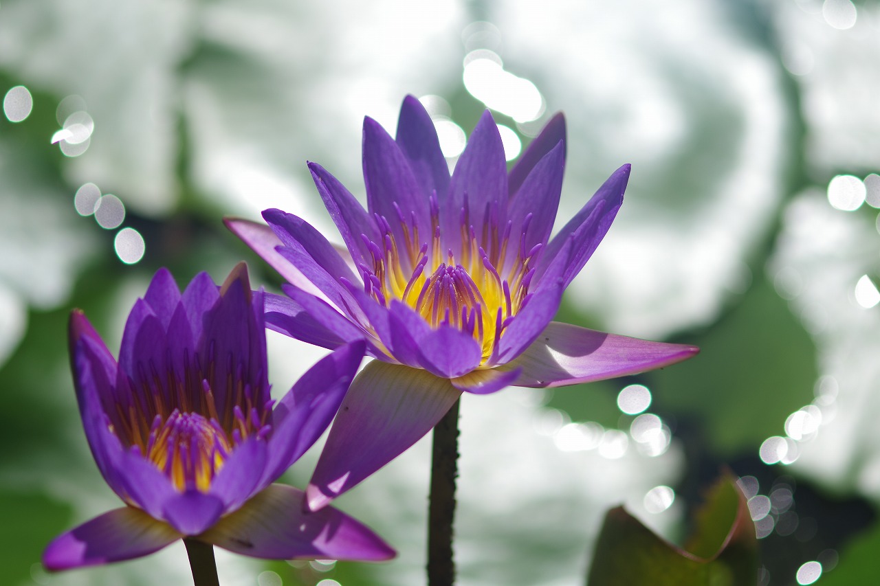 栃木県足利市のあしかがフラワーパークの花々