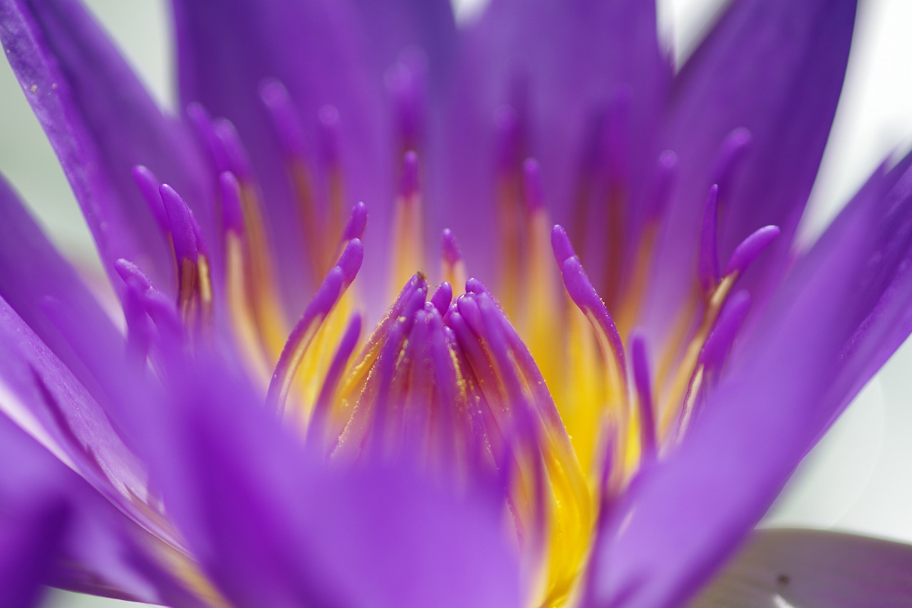 栃木県足利市のあしかがフラワーパークの花々