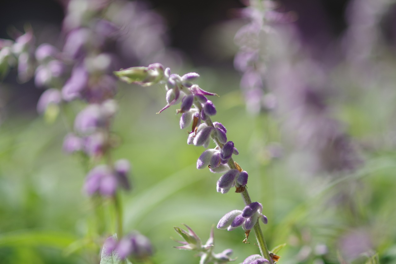 栃木県足利市のあしかがフラワーパークの花々