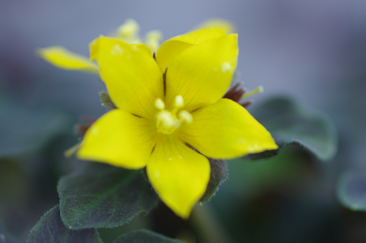 栃木県足利市のあしかがフラワーパークの花々