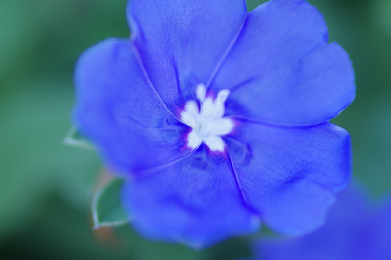 栃木県足利市のあしかがフラワーパークの花々