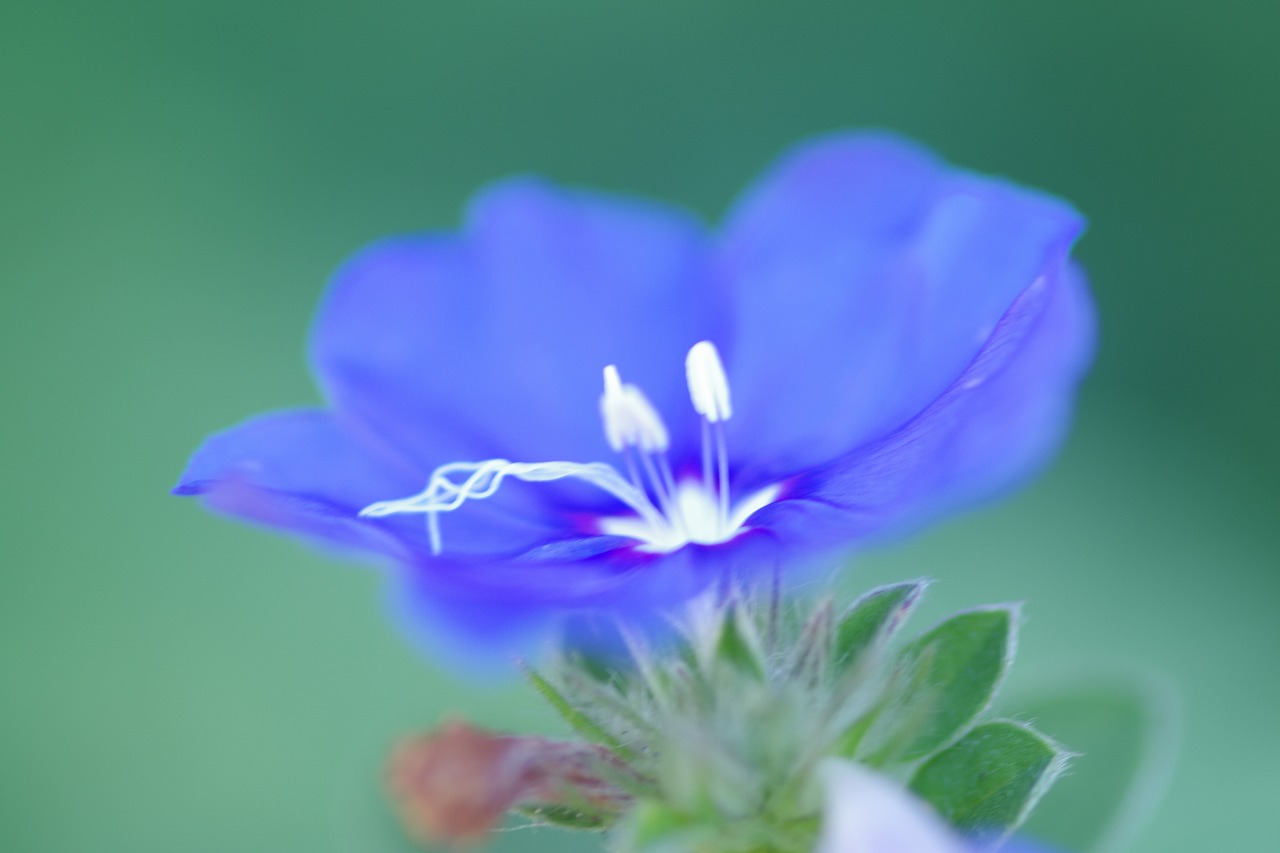 栃木県足利市のあしかがフラワーパークの花々