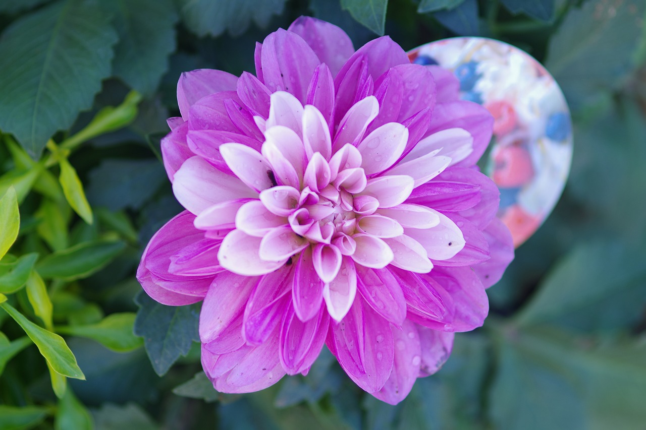 栃木県足利市のあしかがフラワーパークの花々