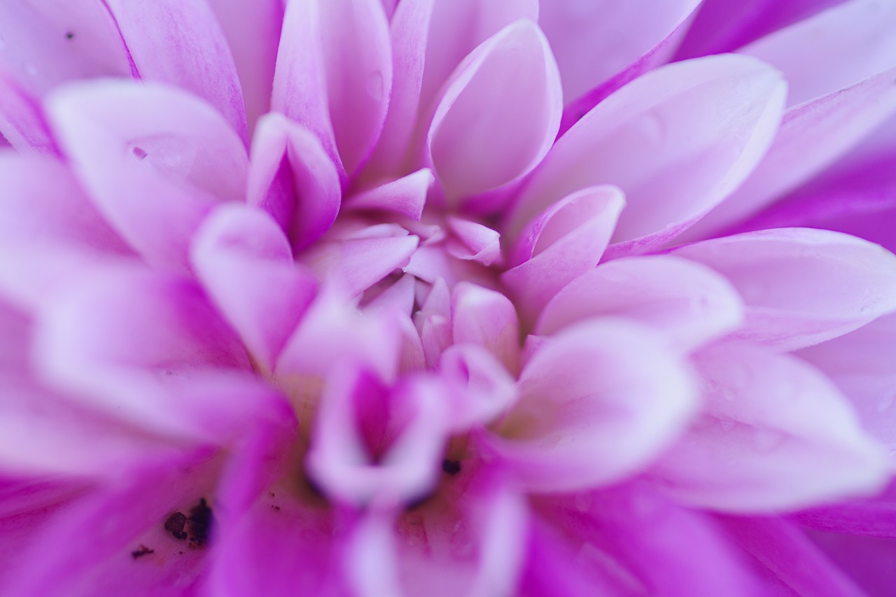 栃木県足利市のあしかがフラワーパークの花々