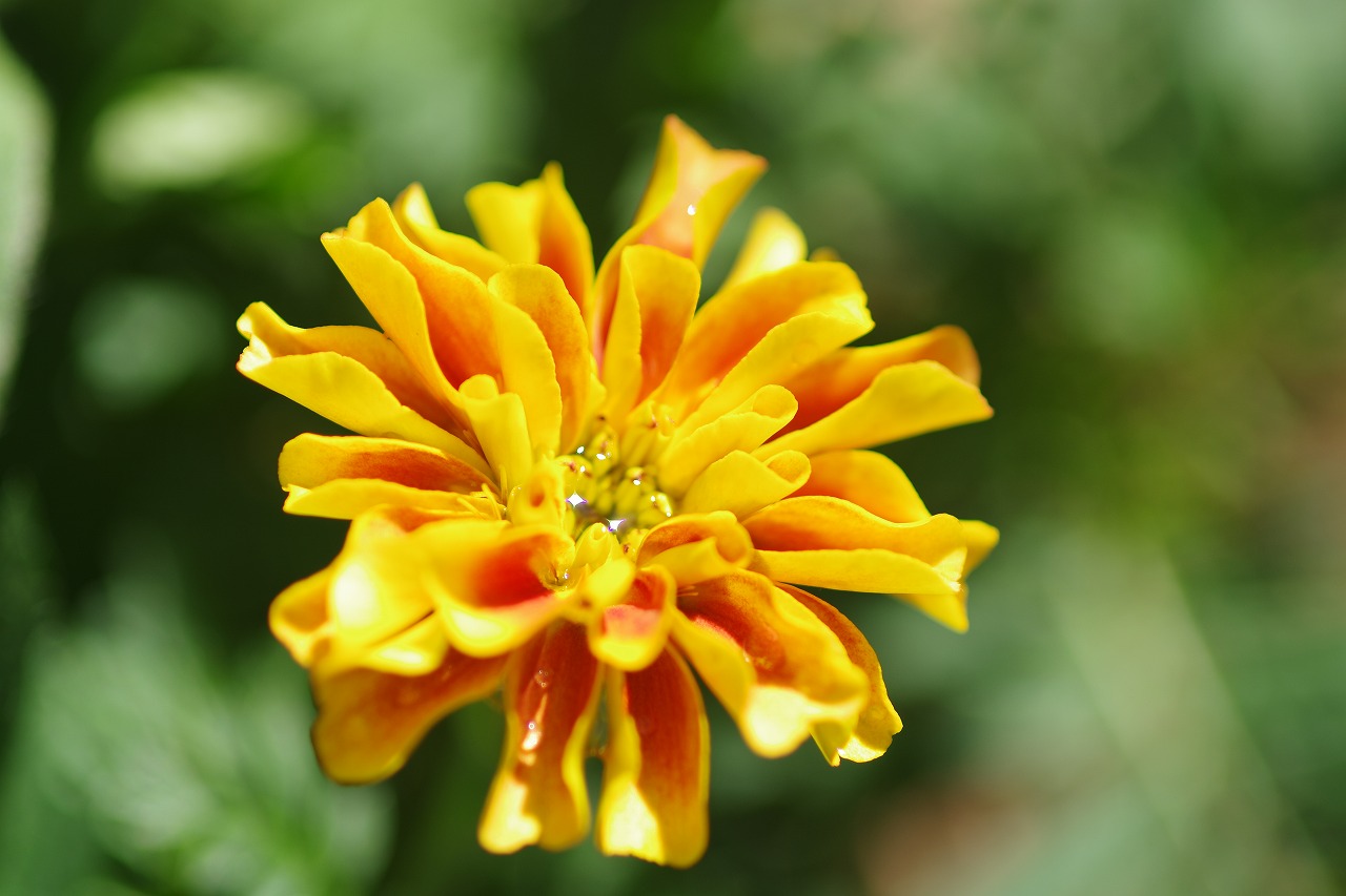 栃木県足利市のあしかがフラワーパークの花々