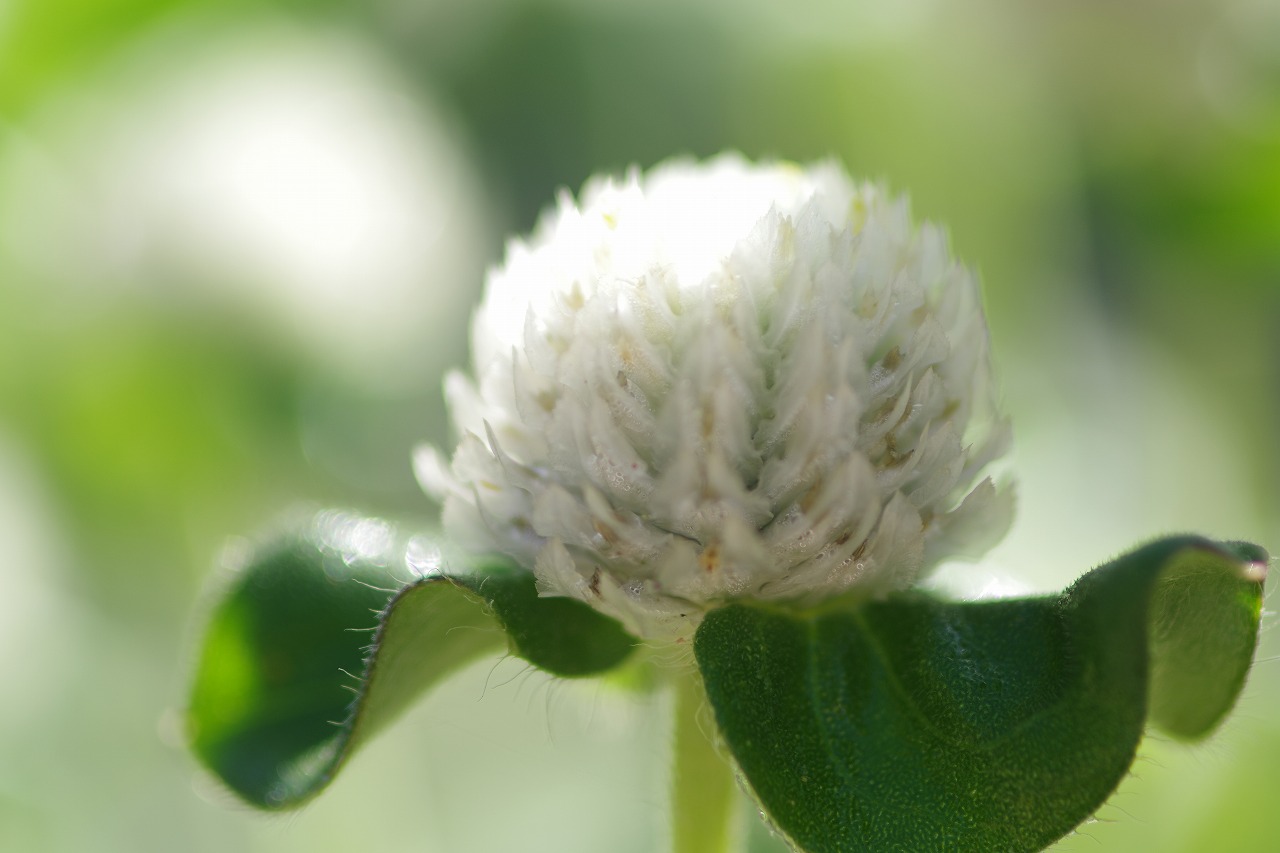 栃木県足利市のあしかがフラワーパークの花々