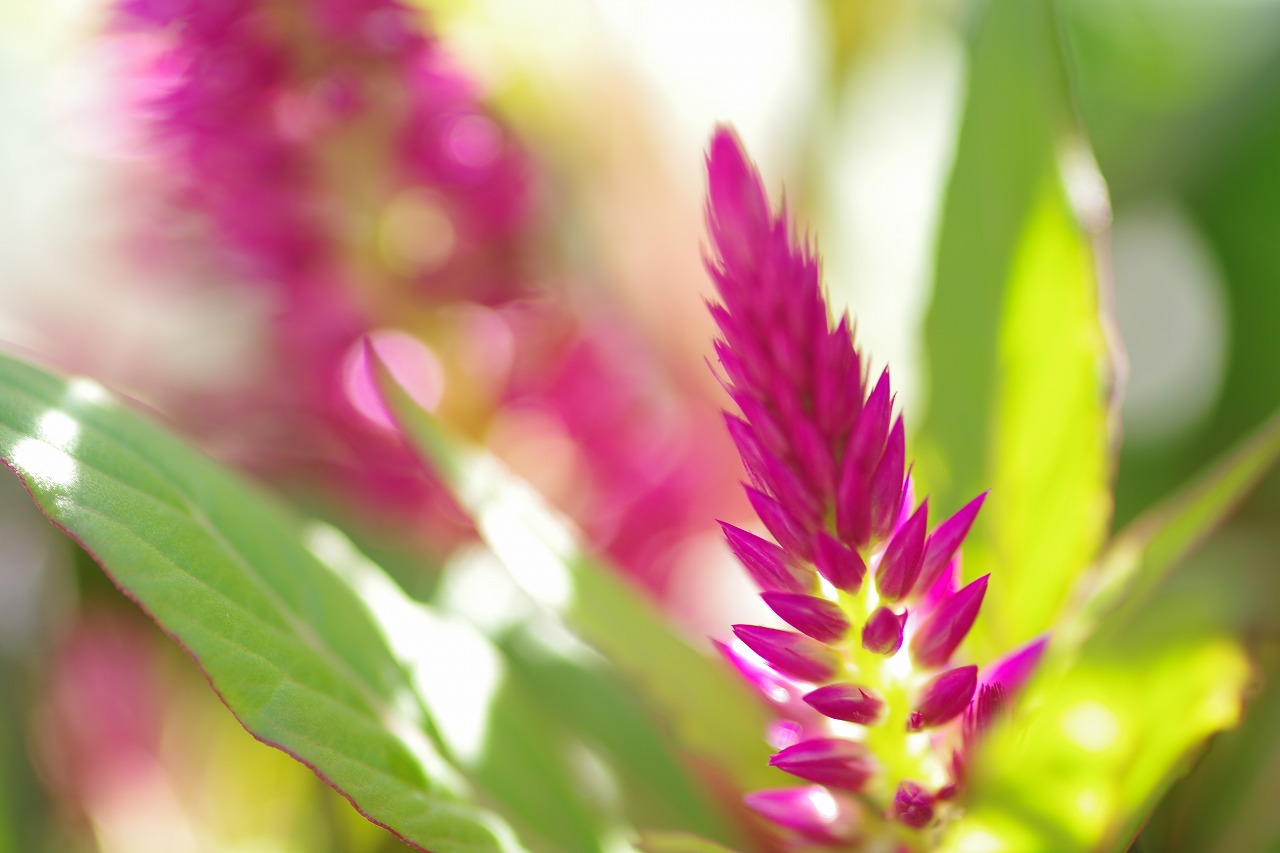 栃木県足利市のあしかがフラワーパークの花々