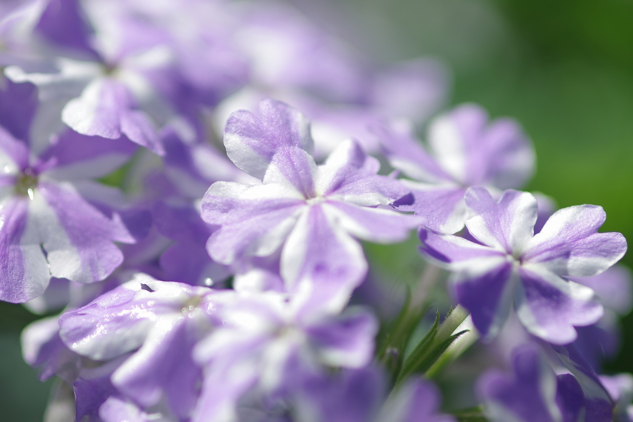 栃木県足利市のあしかがフラワーパークの花々