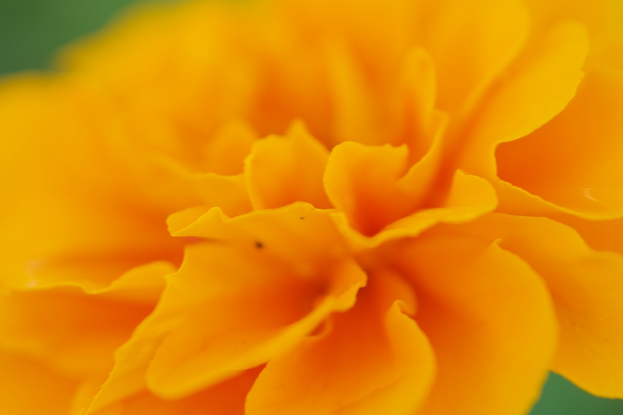 栃木県足利市のあしかがフラワーパークの花々