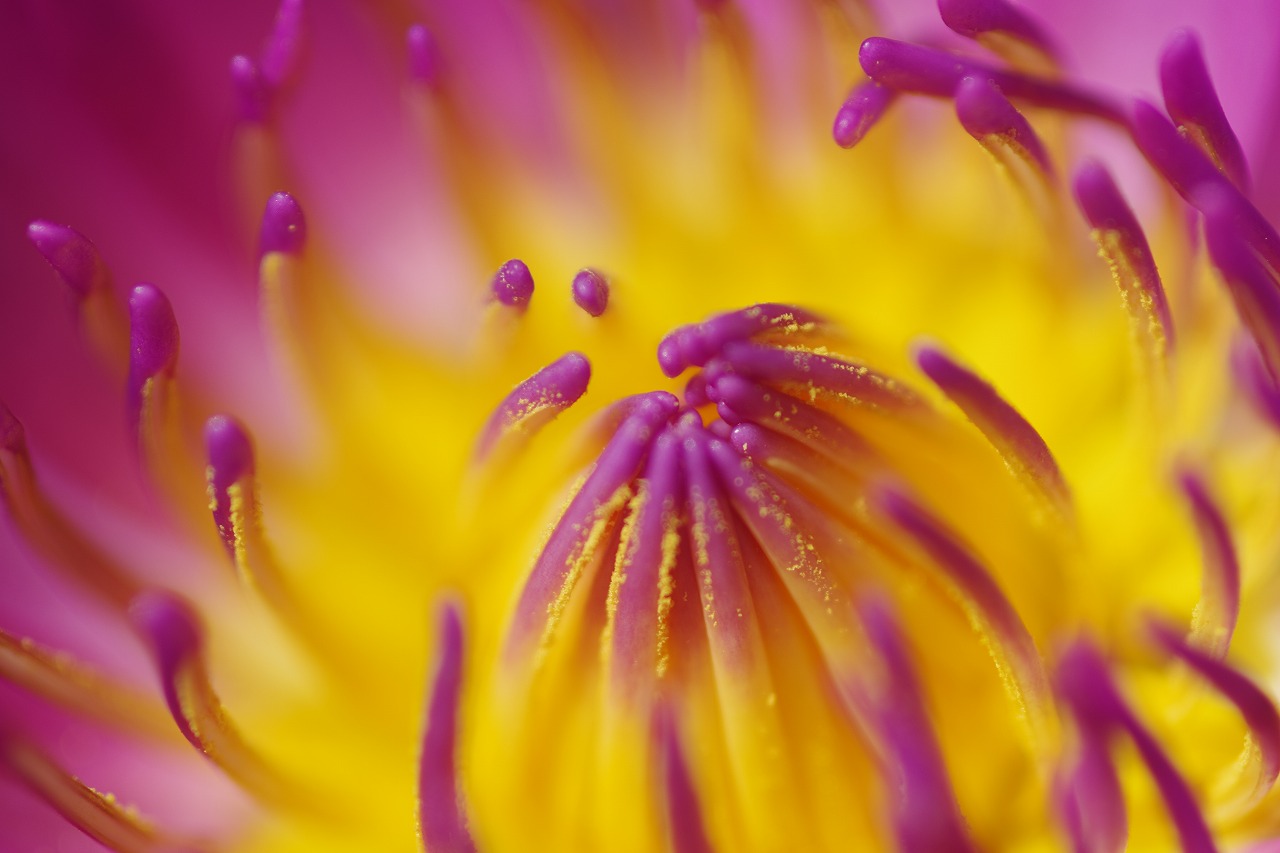 栃木県足利市のあしかがフラワーパークの花々