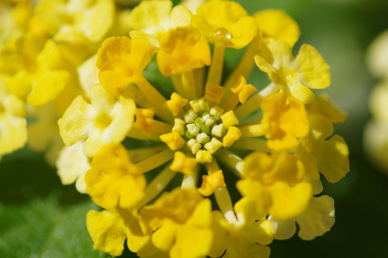 栃木県足利市のあしかがフラワーパークの花々