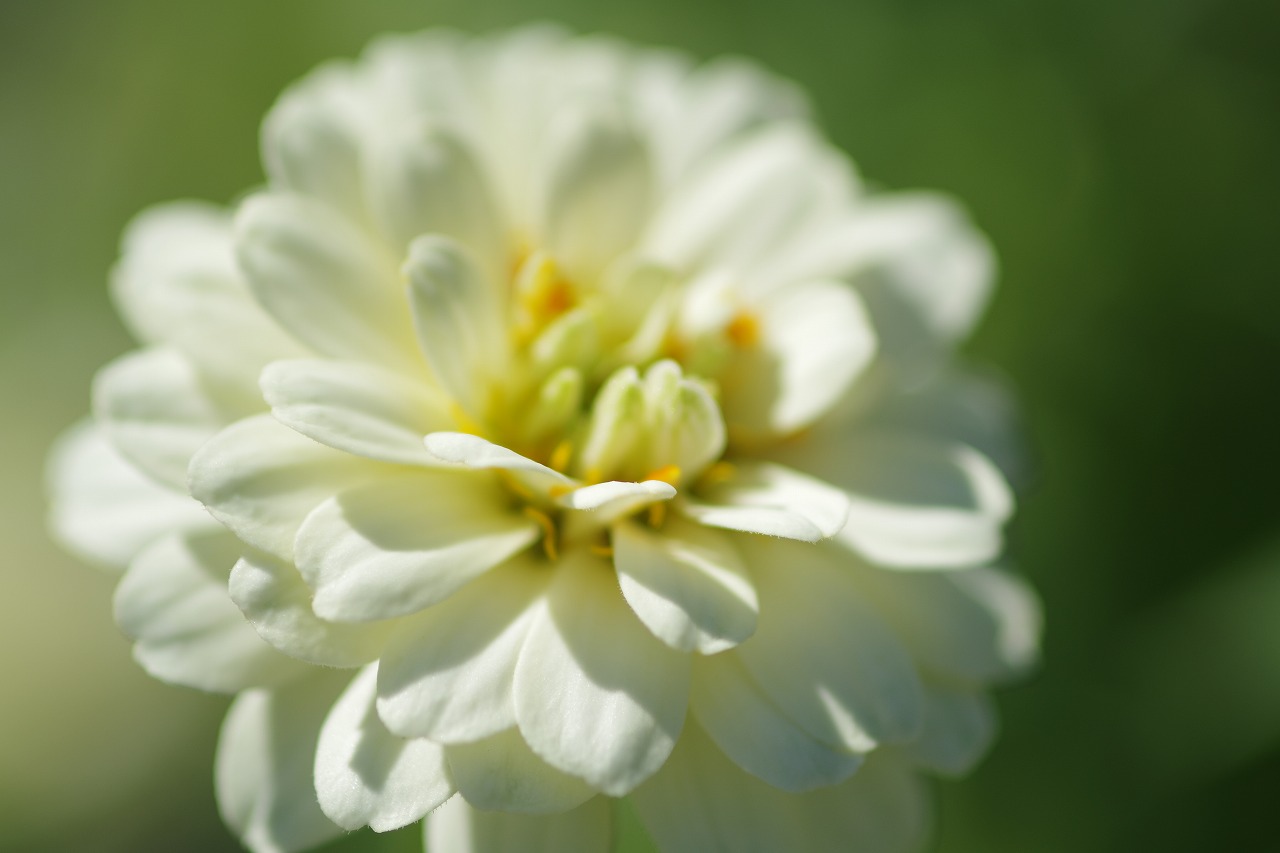 栃木県足利市のあしかがフラワーパークの花々