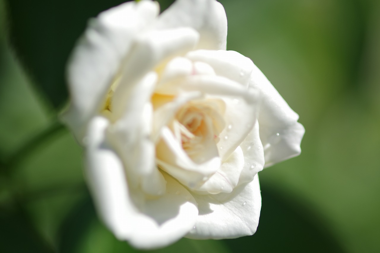 栃木県足利市のあしかがフラワーパークの花々