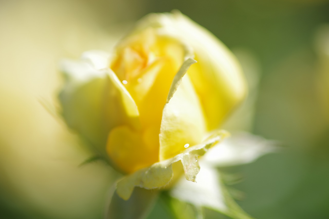 栃木県足利市のあしかがフラワーパークの花々