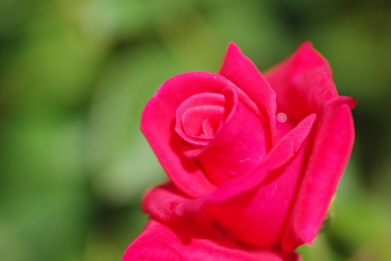 栃木県足利市のあしかがフラワーパークの花々