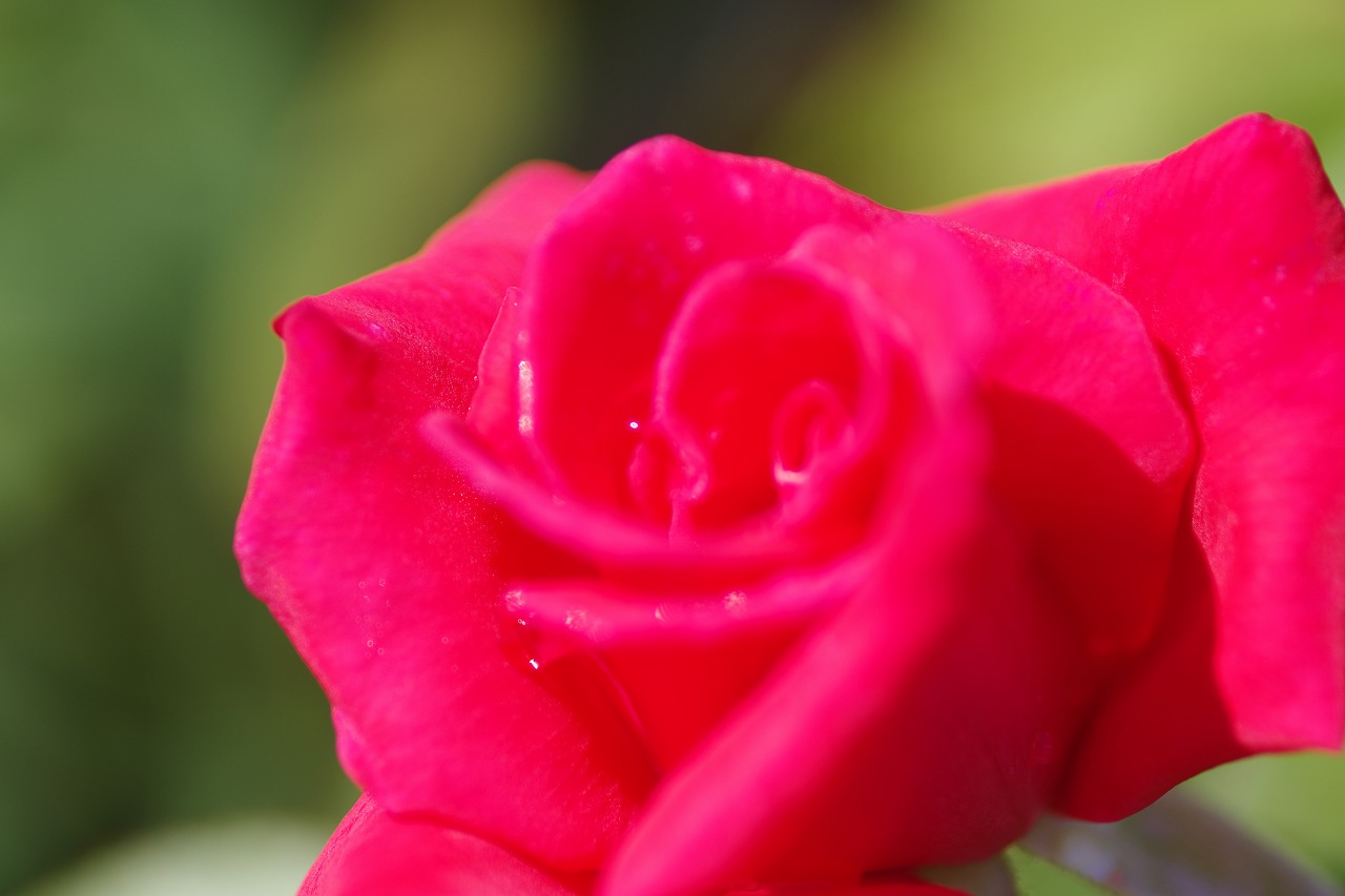 栃木県足利市のあしかがフラワーパークの花々