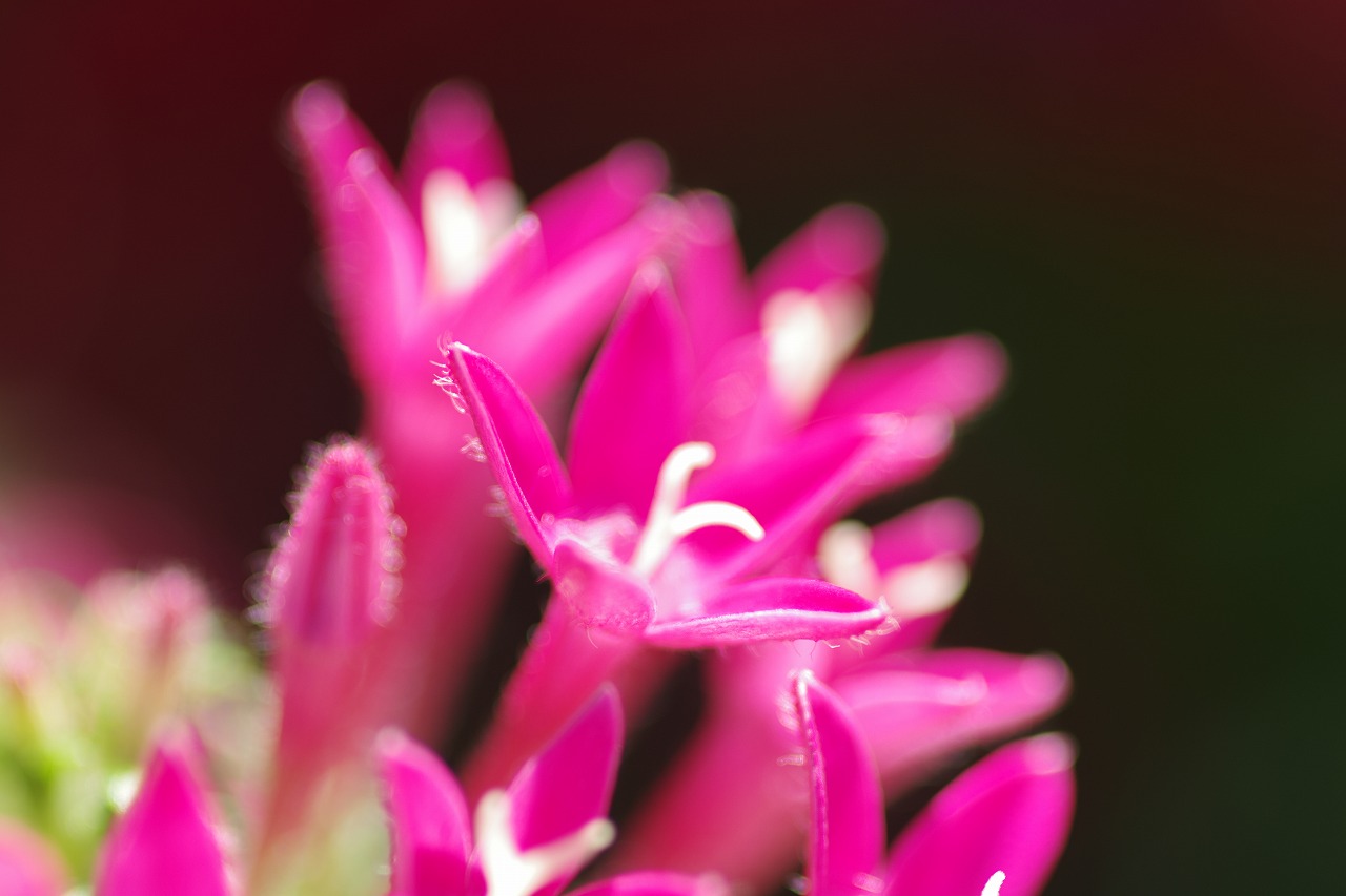 栃木県足利市のあしかがフラワーパークの花々