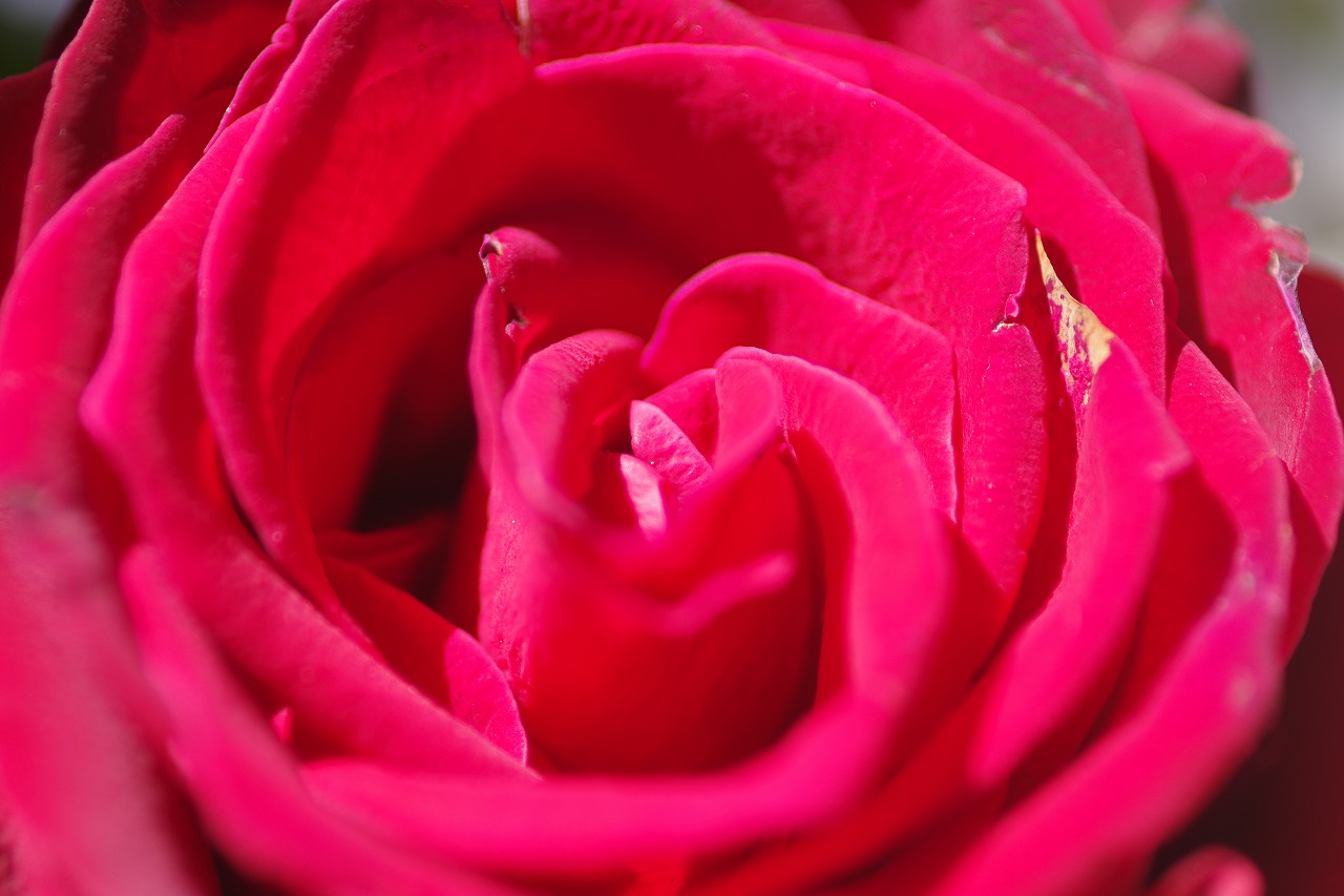 栃木県足利市のあしかがフラワーパークの花々