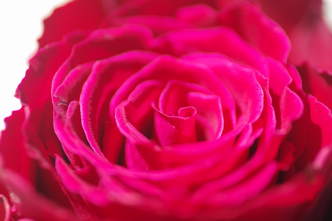 栃木県足利市のあしかがフラワーパークの花々