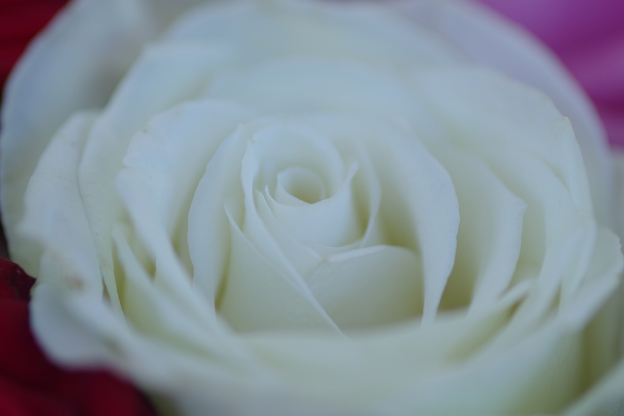 栃木県足利市のあしかがフラワーパークの花々